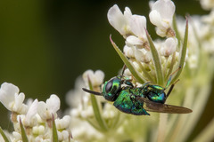 Euperilampus triangularis