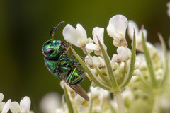 Euperilampus triangularis