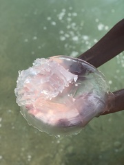 Rhizostoma pulmo