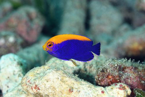 Photo of Flameback angelfish (Centropyge aurantonotus)