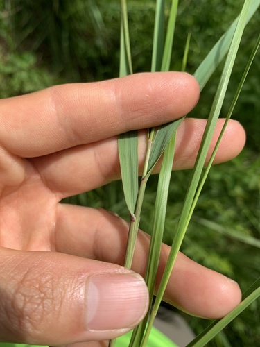 bluejoint (Calamagrostis canadensis)