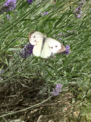 Pieris brassicae