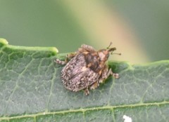 Ceutorhynchus pallidactylus