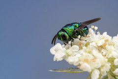 Euperilampus triangularis