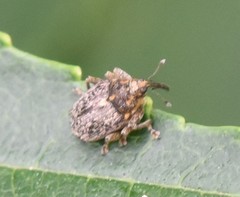 Ceutorhynchus pallidactylus