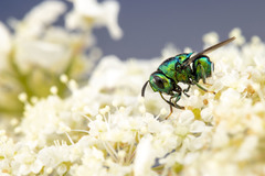 Euperilampus triangularis