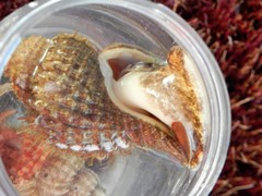 Fusitriton oregonensis