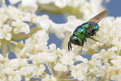 Euperilampus triangularis