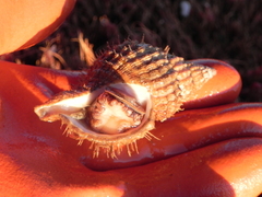 Fusitriton oregonensis