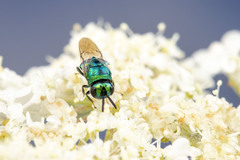 Euperilampus triangularis