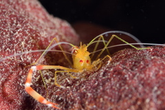 Stenopus scutellatus