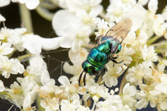 Euperilampus triangularis