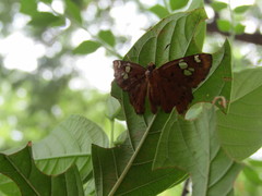 Coladenia indrani