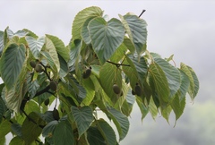 Davidia involucrata