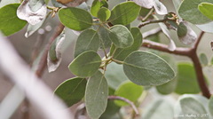 Arctostaphylos patula