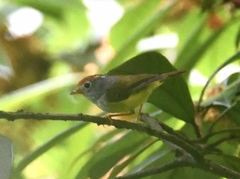 Phylloscopus castaniceps
