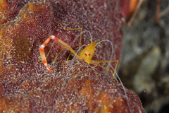 Stenopus scutellatus