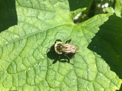 Bombus impatiens