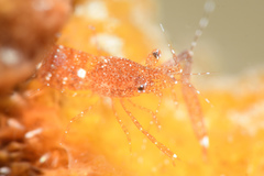 Periclimenes harringtoni