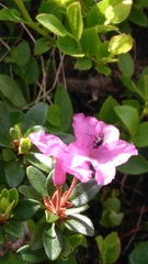 Rhododendron kotschyi
