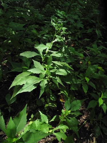 crookedstem aster (Symphyotrichum prenanthoides)