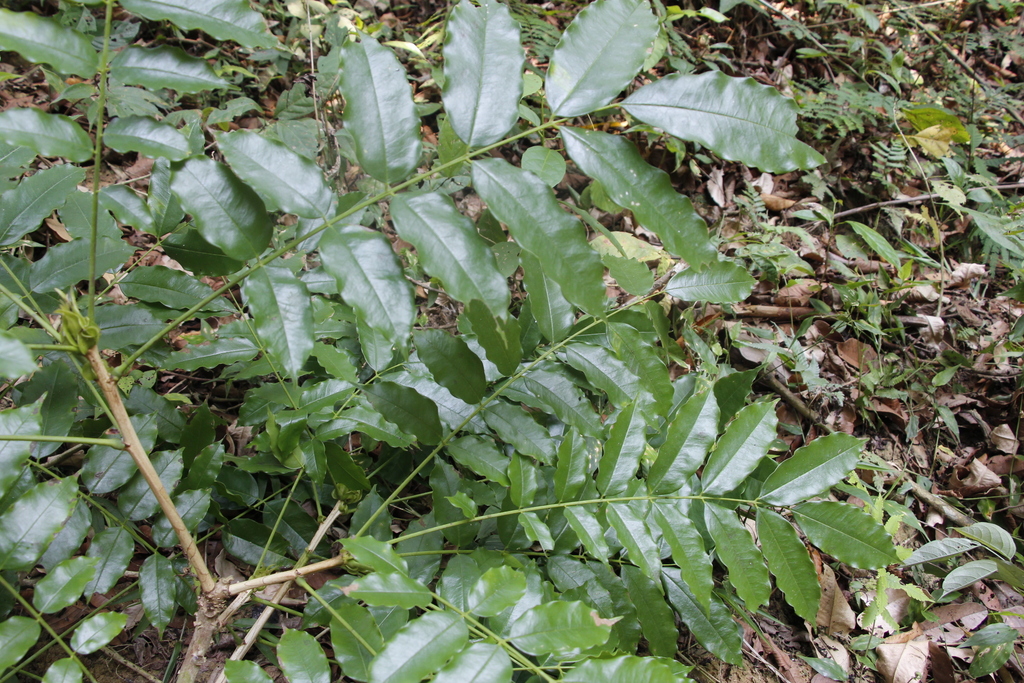 Andira multistipula