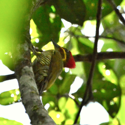 Golden-green Woodpecker (Bar-throated)