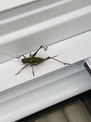 Eupholidoptera leucasi