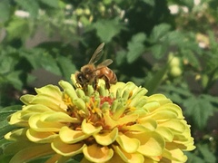 Apis mellifera