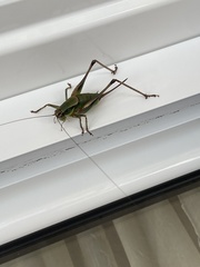 Eupholidoptera leucasi