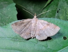 Mecodina subviolacea