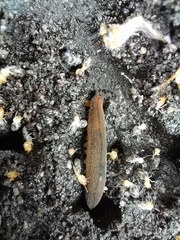 Peripatopsis lawrencei