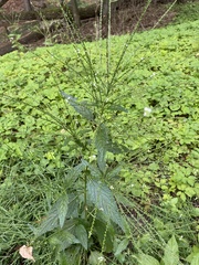 Verbena urticifolia