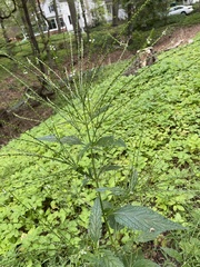 Verbena urticifolia
