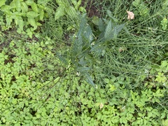 Verbena urticifolia