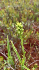 Platanthera clavellata