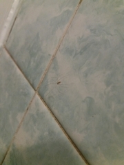 Pholcus phalangioides