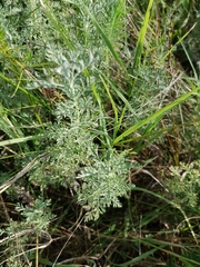 Artemisia santonicum