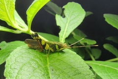 Apalacris nigrogeniculata