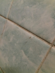 Pholcus phalangioides