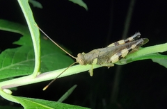 Apalacris nigrogeniculata