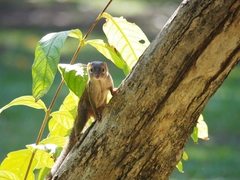 Northern Treeshrew photo 2