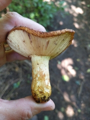 Russula mutabilis