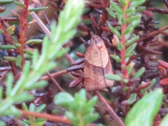 Philedone gerningana