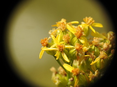 Jacobaea adonidifolia