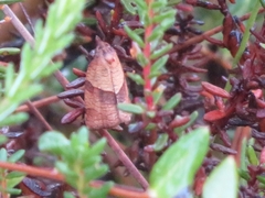 Philedone gerningana