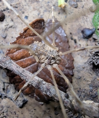 Bidentolophus bidens