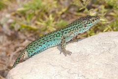 Podarcis pityusensis formenterae