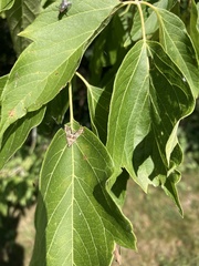 Petrophila canadensis