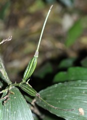 Corymborkis corymbis